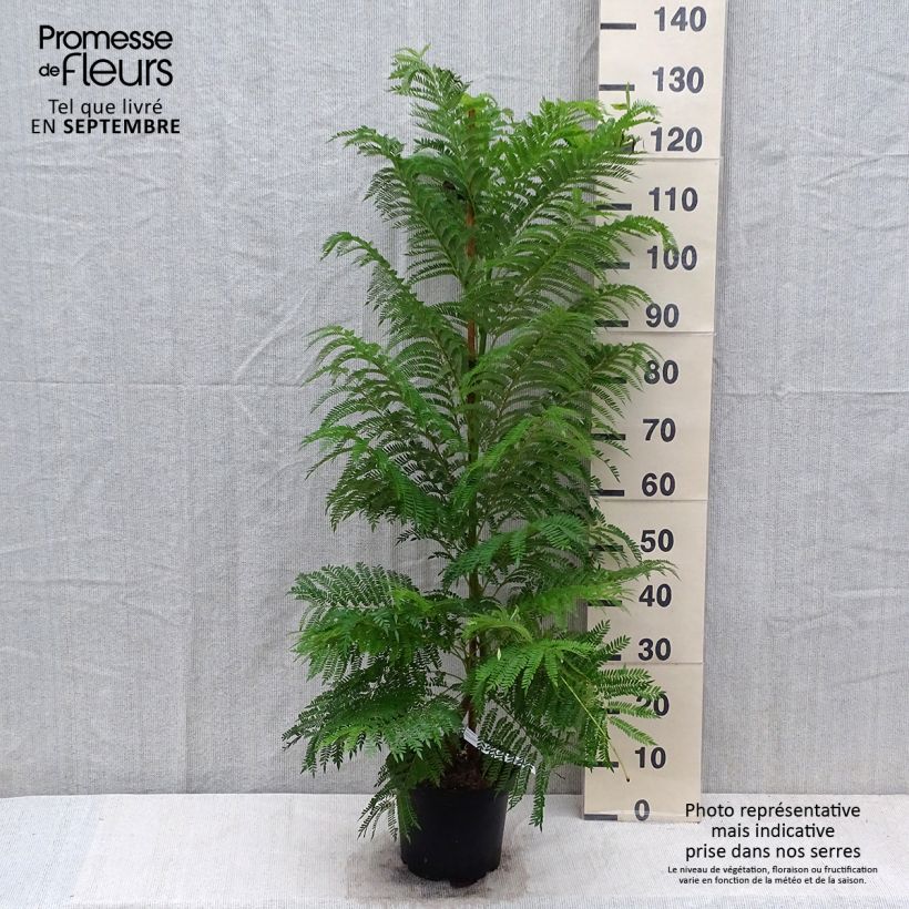 Example of Jacaranda mimosifolia - Palisanderholzbaum Topf mit 4L/5L as you get in automne