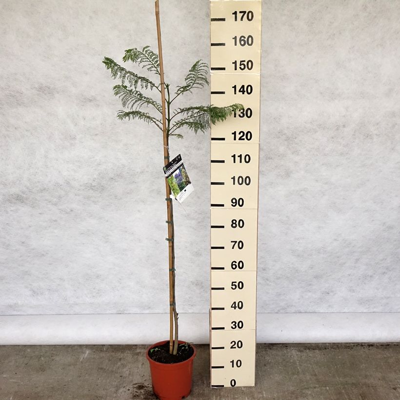 Exemplar von Jacaranda mimosifolia - Palisanderholzbaum Topf mit 4L/5L wie im Frühjahr geliefert