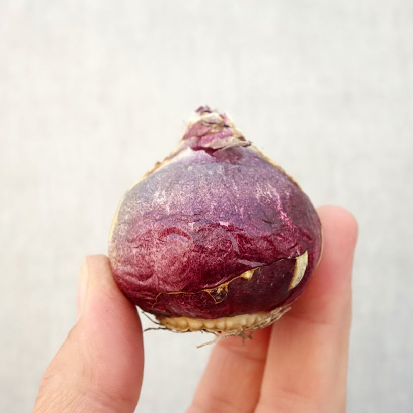 Example of Hyazinthe Atlantic Zwiebel size 18/19 as you get in automne