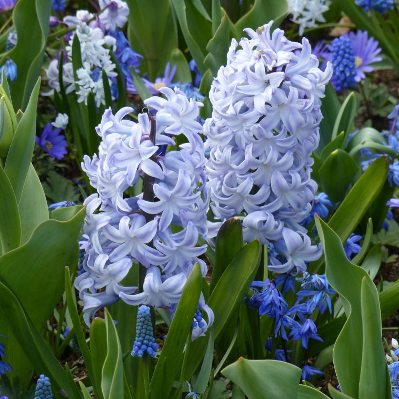 Hyazinthe Blue Eyes (Plant habit)
