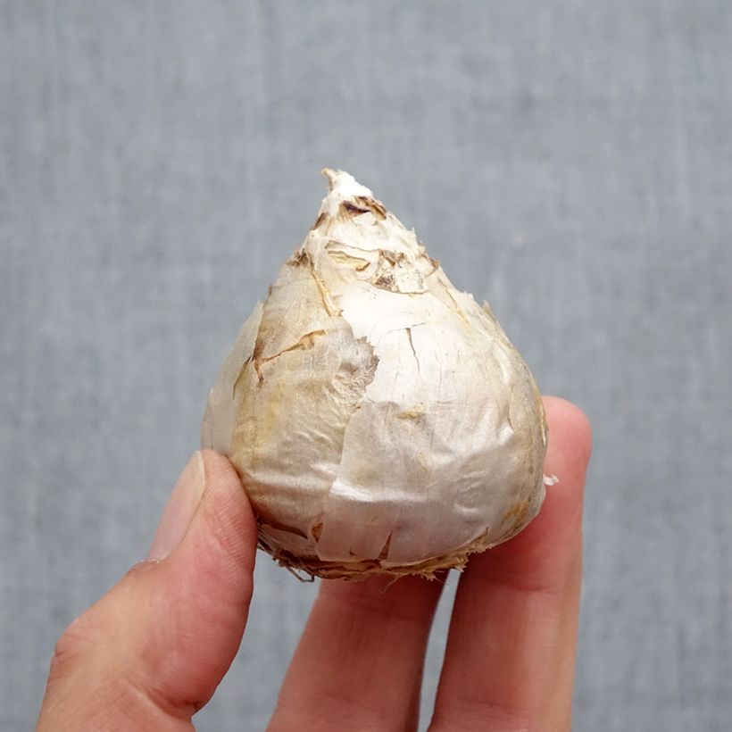 Exemplar von Hyazinthe City of Harleem Zwiebel Kaliber/Größe 17+ wie im Herbst geliefert