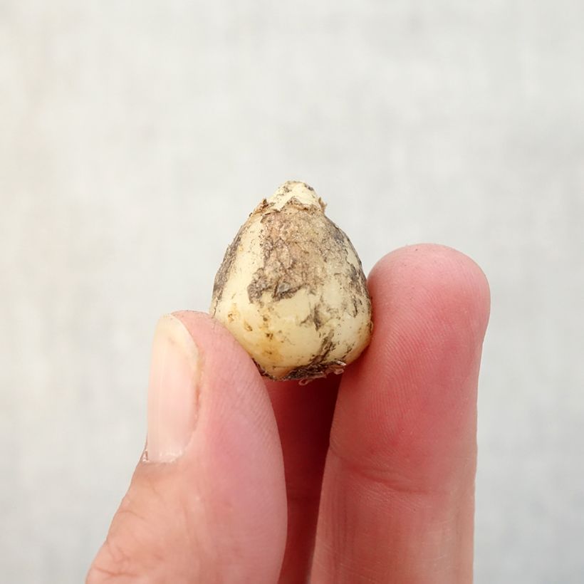 Example of Hyacinthoides hispanica Alba - Spanische Hasenglöckchen Zwiebel size 8+ as you get in automne