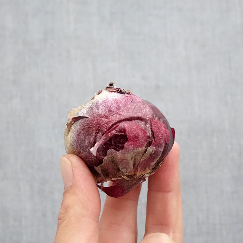 Exemplar von Hyazinthe Delft Blue Zwiebel Kaliber/Größe 19+ wie im Herbst geliefert