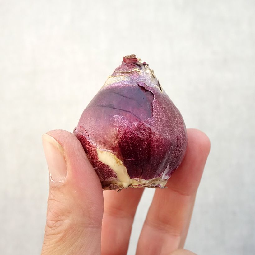 Example of Hyazinthe General Kohler Zwiebel size 15/16 as you get in automne