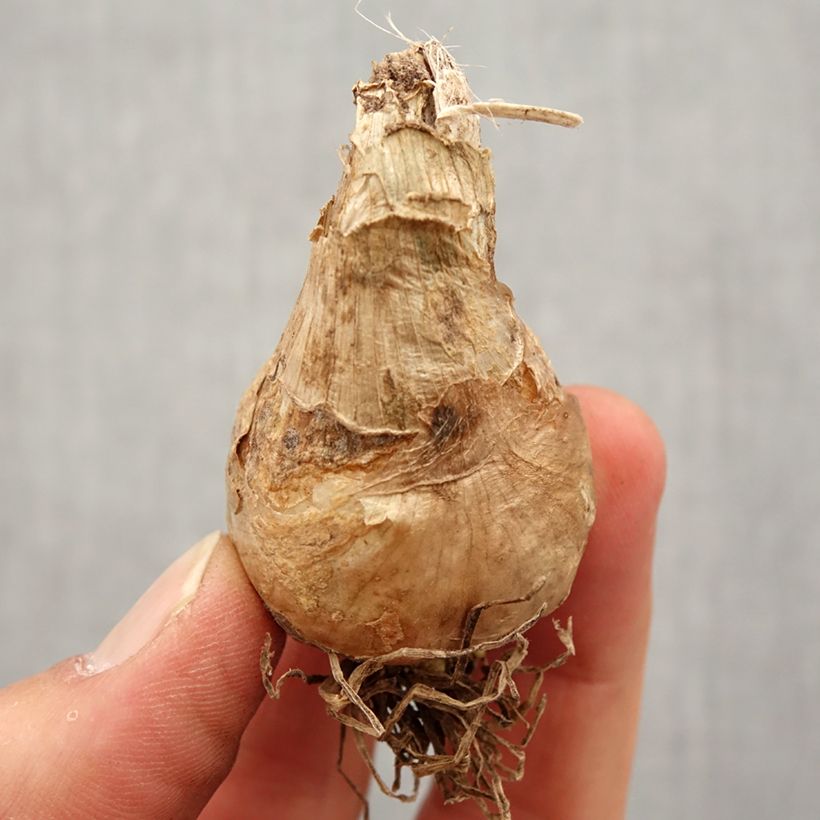 Example of Galtonia candicans - Riesenhyazinthe Zwiebel size 16/18 as you get in printemps