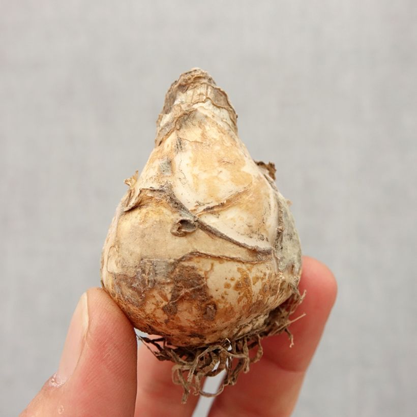 Example of Galtonia candicans Moonbeam - Riesenhyazinthe Zwiebel size 16/18 as you get in printemps