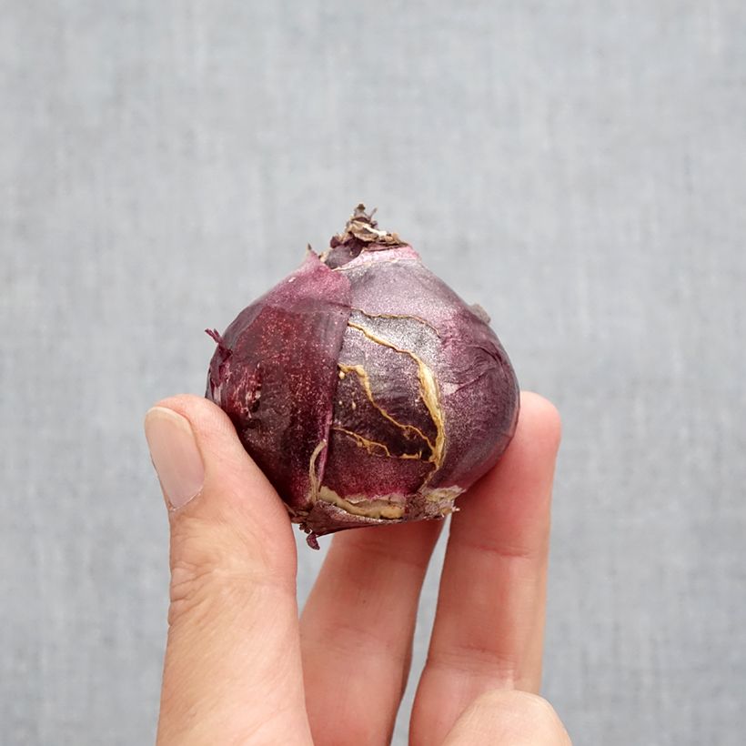 Exemplar von Hyazinthe Jan Bos Zwiebel Kaliber/Größe 19+ wie im Herbst geliefert