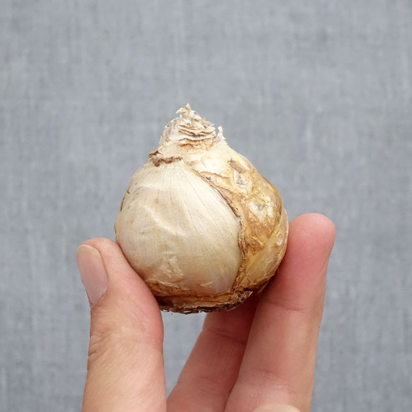 Exemplar von Hyazinthe Jan Bos - Zwiebel zum Treiben vorbereitet Zwiebel Kaliber/Größe 17+ wie im Herbst geliefert