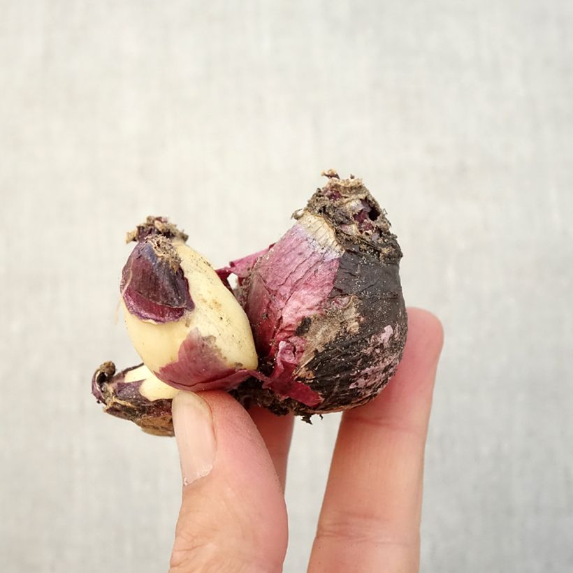 Example of Hyazinthe Multiflora Pink Zwiebel size I as you get in automne