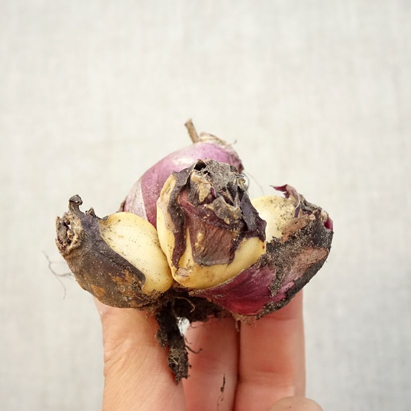 Example of Hyazinthe Multiflora Red Zwiebel size I as you get in automne