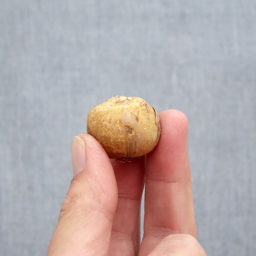 Exemplar von Hyacinthoides hispanica Mix - Spanische Hasenglöckchen Zwiebel Kaliber/Größe 10+ wie im Herbst geliefert