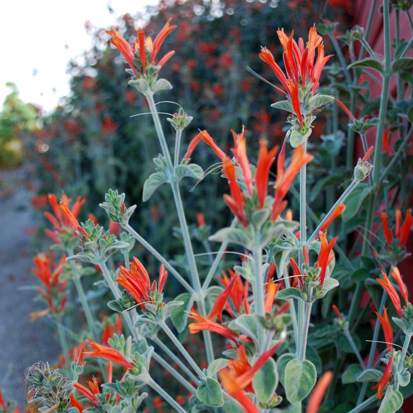 Dicliptera squarrosa (Flowering)