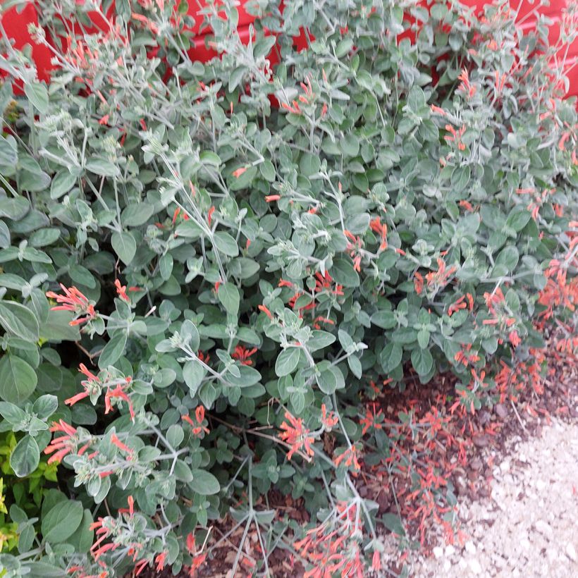 Dicliptera squarrosa (Plant habit)