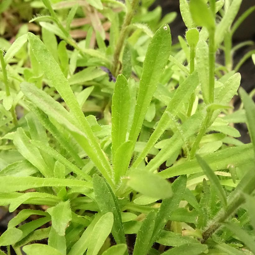 Jasione laevis Blaulicht - Ausdauerndes Sandglöckchen (Foliage)