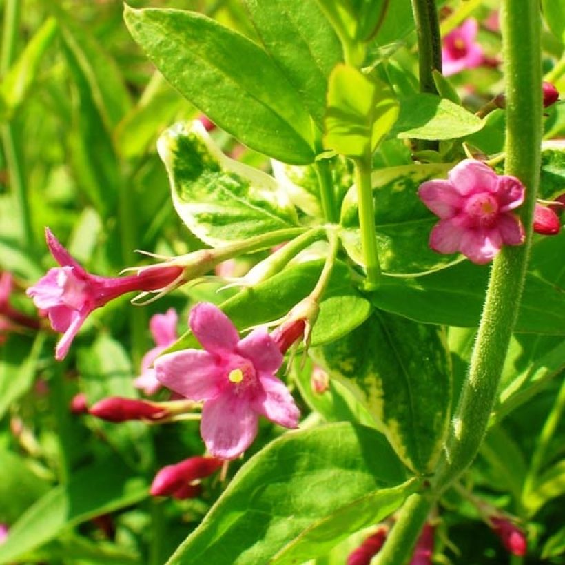 Jasminum beesianum - Rosa Jasmin (Flowering)