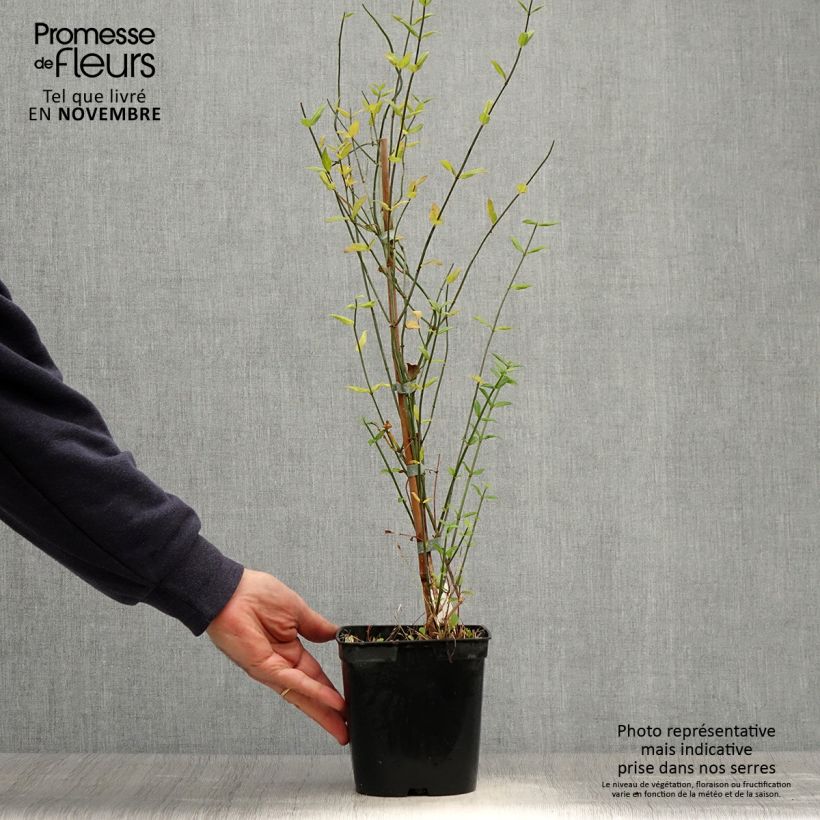 Example of Jasminum beesianum - Rosa Jasmin Topf mit 2L/3L as you get in automne