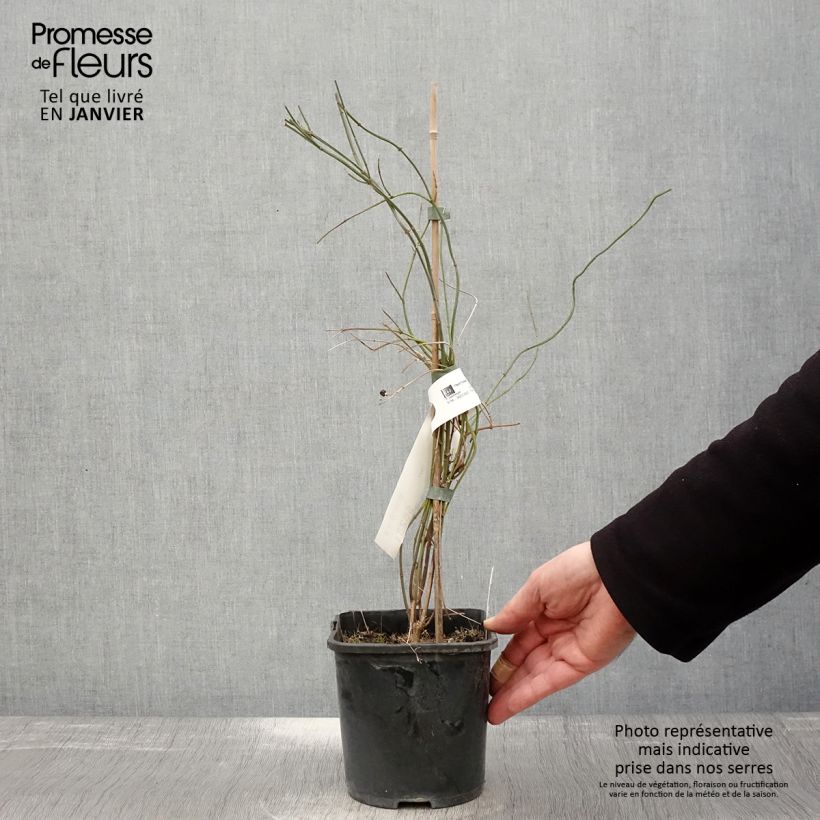 Exemplar von Jasminum beesianum - Rosa Jasmin Topf mit 2L/3L wie im Winter geliefert