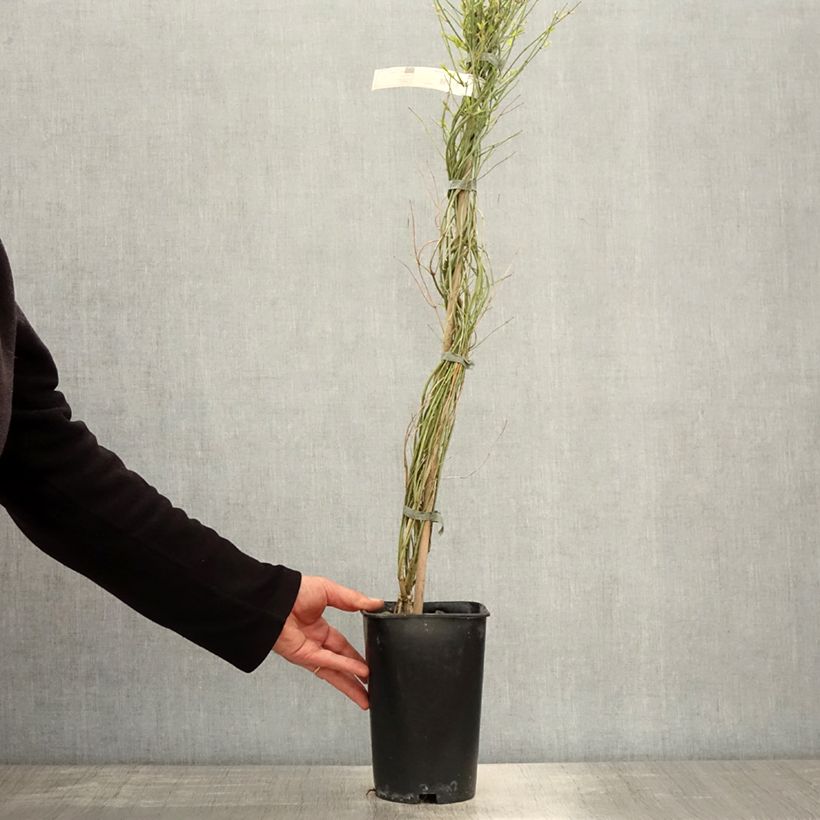 Exemplar von Jasminum beesianum - Rosa Jasmin Topf mit 2L/3L wie im Frühjahr geliefert