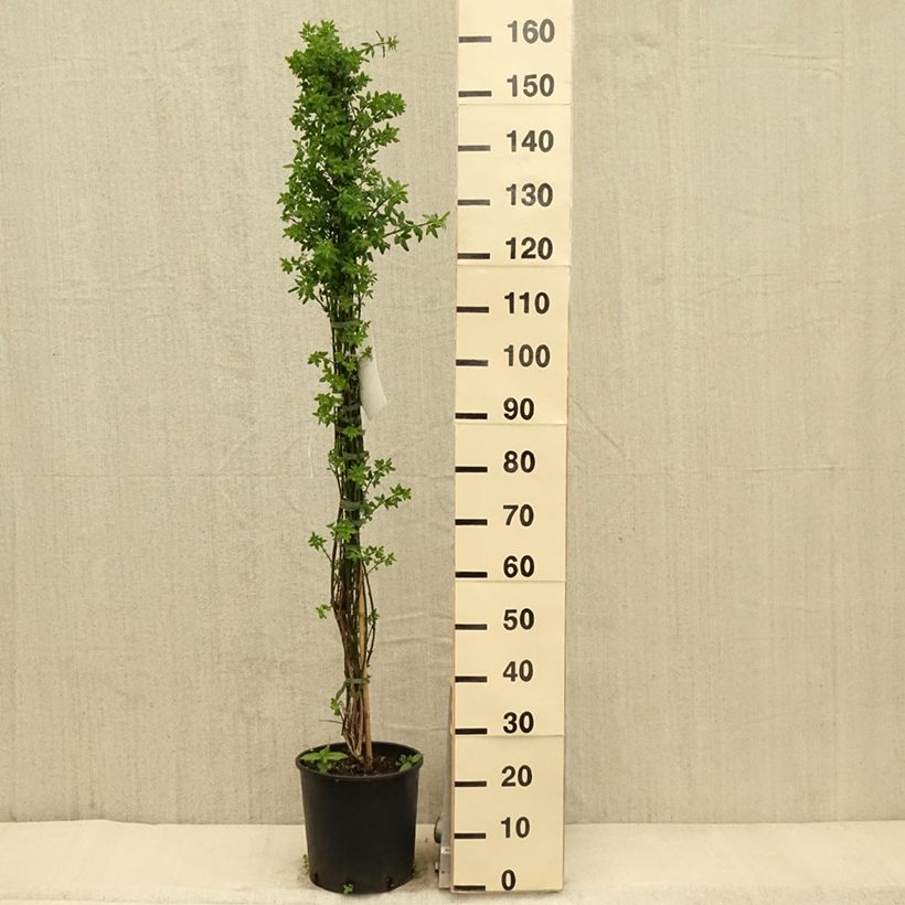 Exemplar von Jasminum nudiflorum - Winter-Jasmin Topf mit 7,5L/10L wie im Frühjahr geliefert