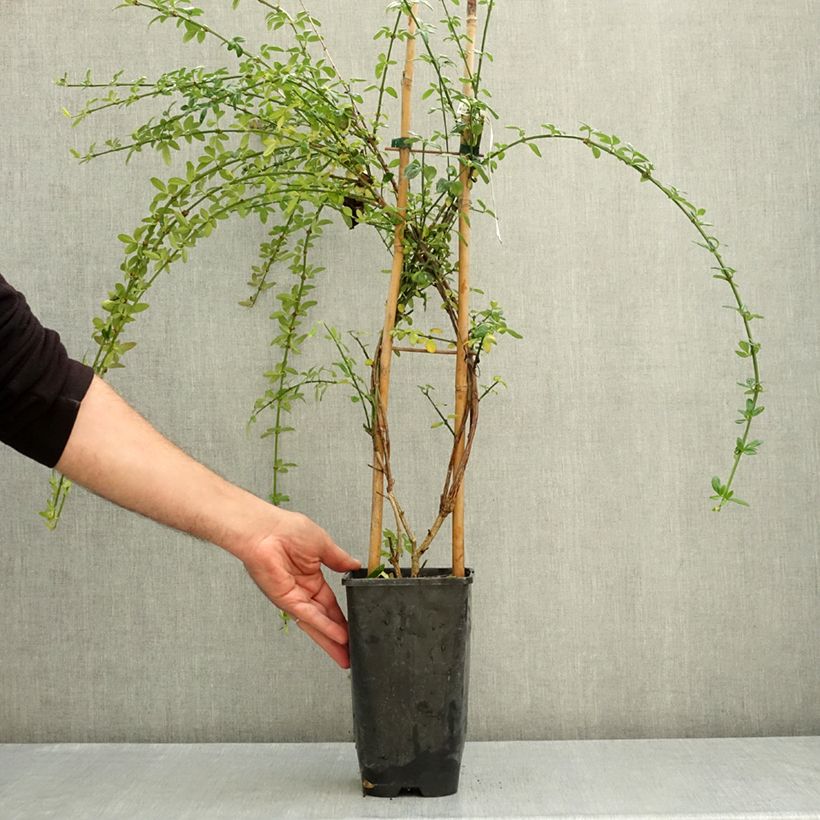 Exemplar von Jasminum nudiflorum - Winter-Jasmin Topf mit 2L/3L wie im Herbst geliefert