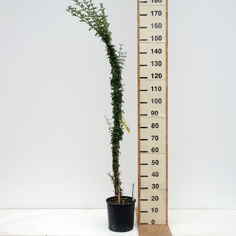 Exemplar von Jasminum nudiflorum - Winter-Jasmin Topf mit 7,5L/10L wie im Herbst geliefert