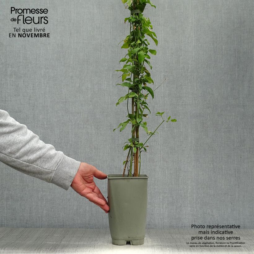 Example of Jasminum azoricum - Azoren-Jasmin Topf mit 2L/3L as you get in automne