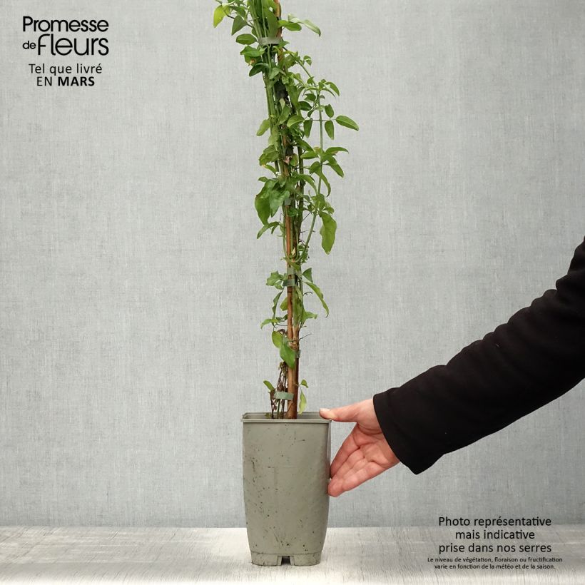 Exemplar von Jasminum azoricum - Azoren-Jasmin Topf mit 2L/3L wie im Frühjahr geliefert