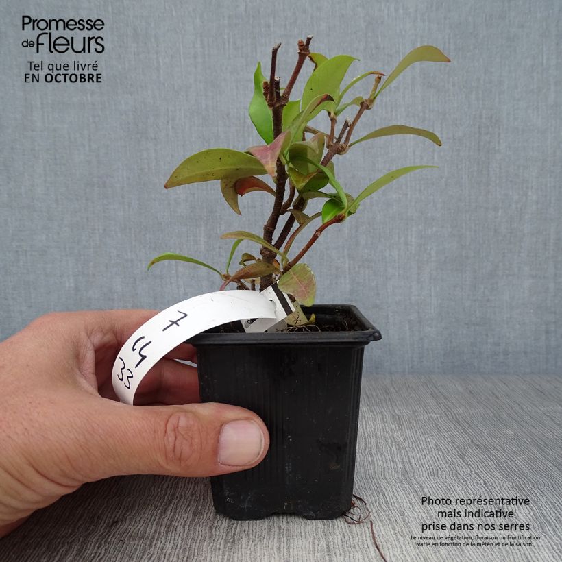 Example of Sternjasmin - Trachelospermum jasminoides Kleine Töpfe von 8/9 cm as you get in automne