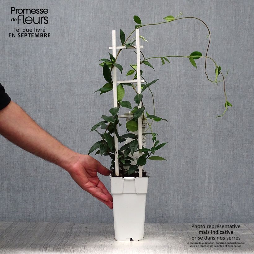 Example of Sternjasmin Star Of Venice - Trachelospermum Topf mit 2L/3L as you get in automne