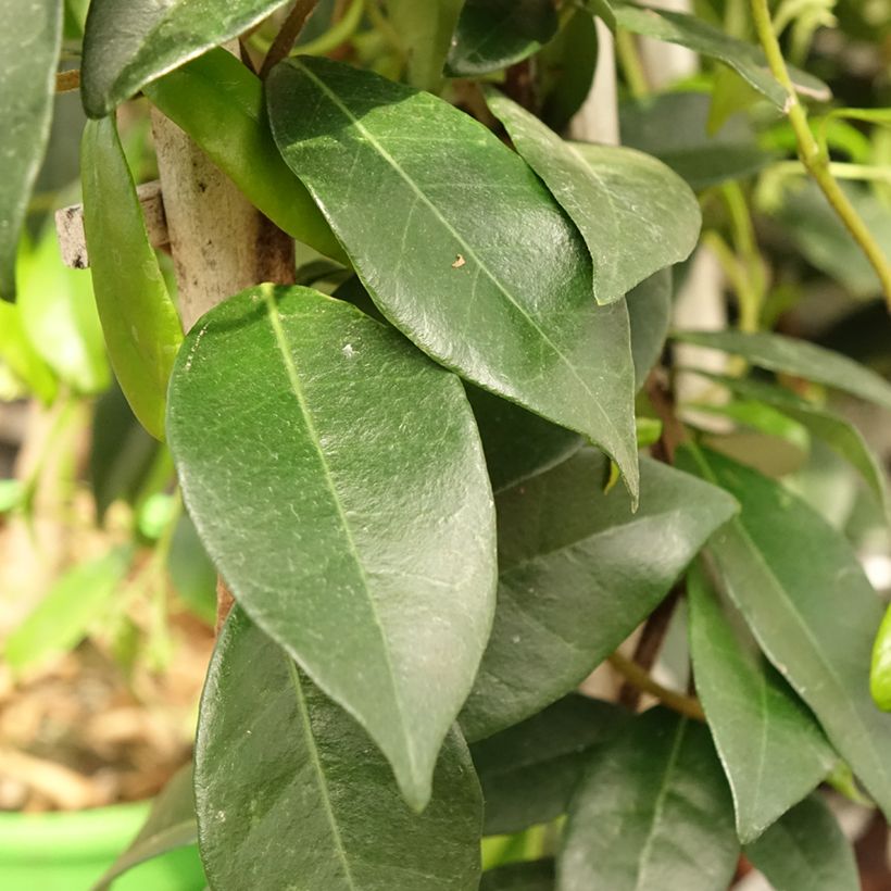 Sternjasmin Star Of Venice - Trachelospermum (Foliage)