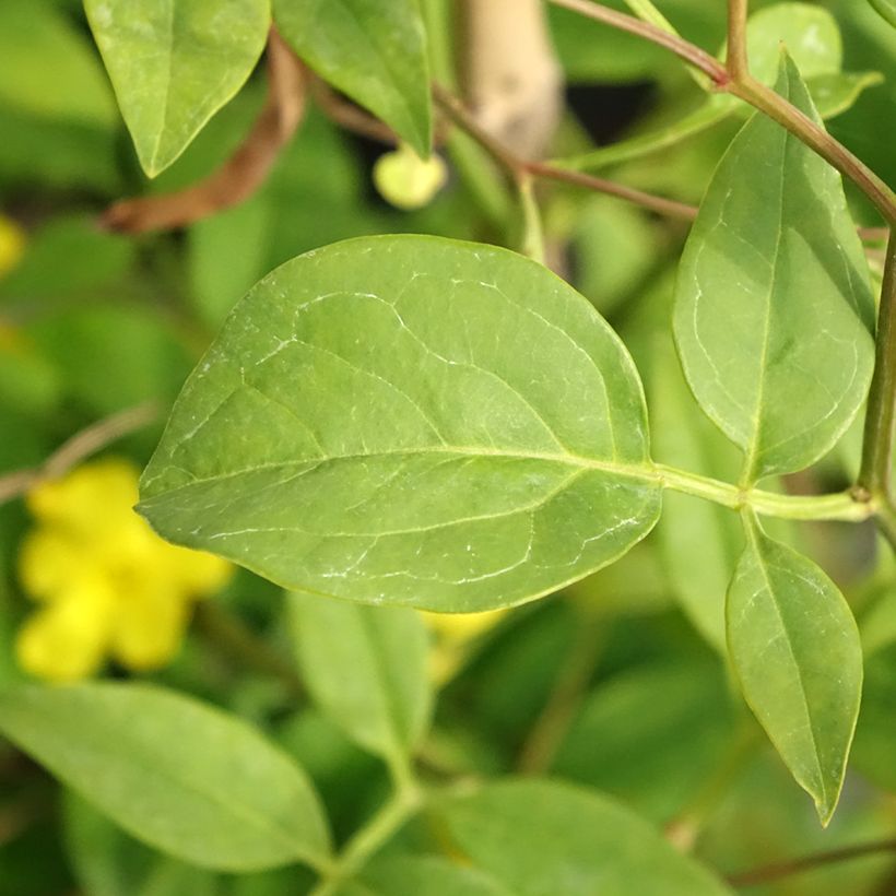 Jasminum humile Revolutum - Gelber Jasmin (Foliage)