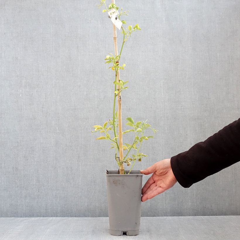 Exemplar von Jasminum humile Revolutum - Gelber Jasmin Topf mit 3L/4L wie im Herbst geliefert