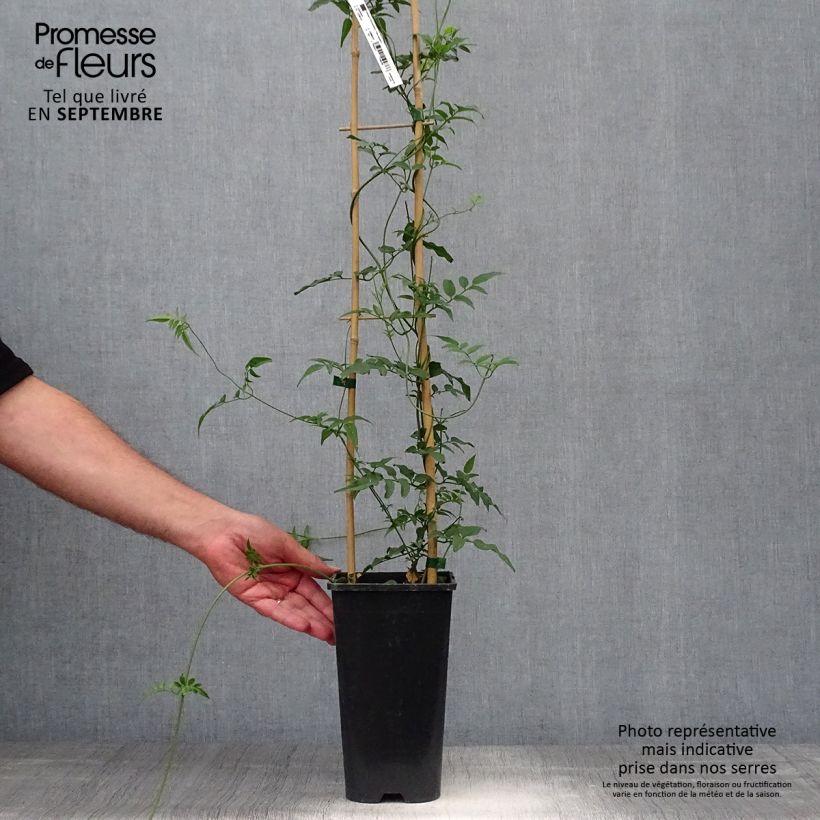Example of Jasminum polyanthum - Zimmer-Jasmin Topf mit 2L/3L as you get in automne