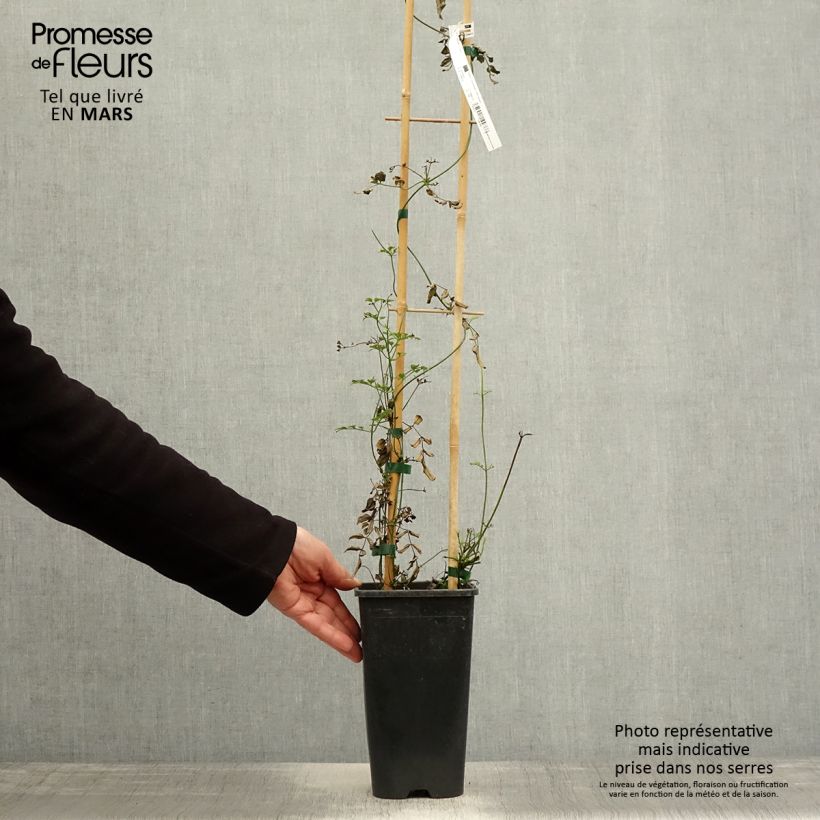 Exemplar von Jasminum polyanthum - Zimmer-Jasmin Topf mit 2L/3L wie im Frühjahr geliefert