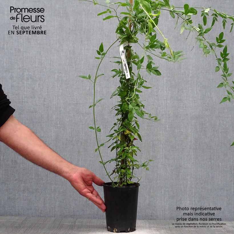 Example of Jasminum stephanense - Rosa Jasmin Topf mit 2L/3L as you get in automne