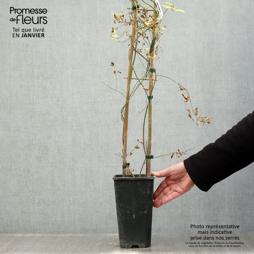 Exemplar von Jasminum stephanense - Rosa Jasmin Topf mit 2L/3L wie im Winter geliefert