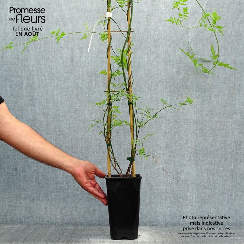 Exemplar von Jasminum officinalis f. affine Affinis - Echte Jasmin Topf mit 1,5L/2L wie im Sommer geliefert