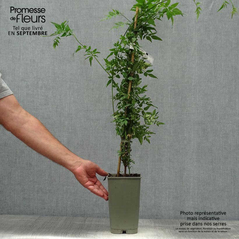 Example of Jasminum officinalis f. affine Affinis - Echte Jasmin Topf mit 3L/4L as you get in automne