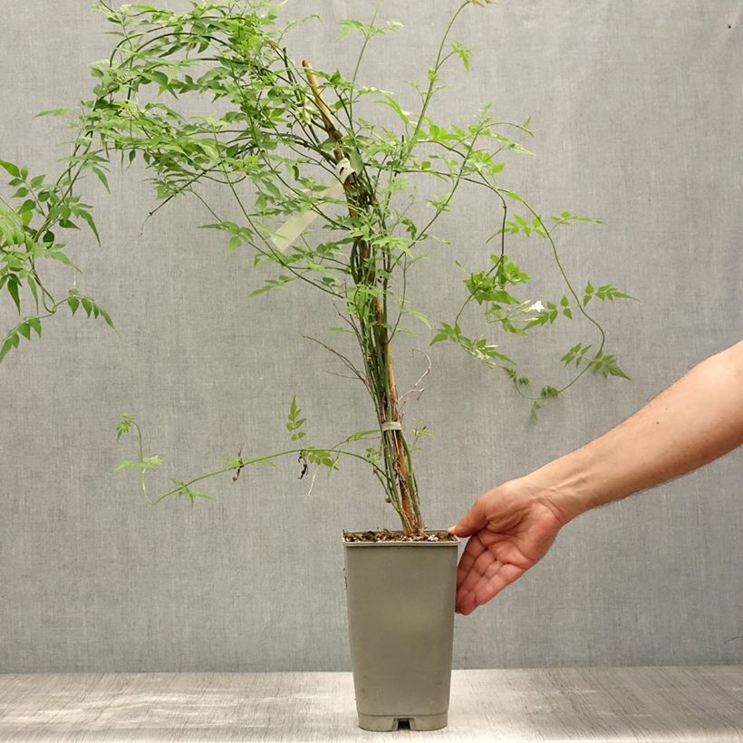 Exemplar von Jasminum officinalis f. affine Affinis - Echte Jasmin Topf mit 3L/4L wie im Sommer geliefert