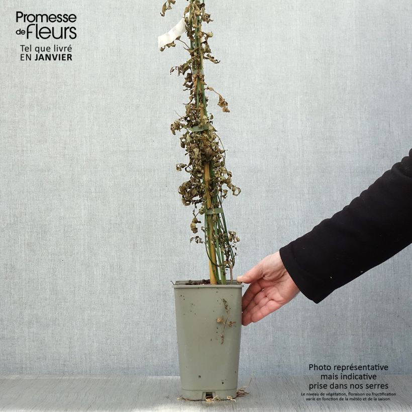 Exemplar von Jasminum officinalis f. affine Affinis - Echte Jasmin Topf mit 3L/4L wie im Winter geliefert