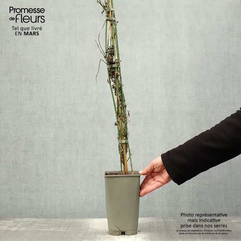 Exemplar von Jasminum officinalis f. affine Affinis - Echte Jasmin Topf mit 3L/4L wie im Frühjahr geliefert