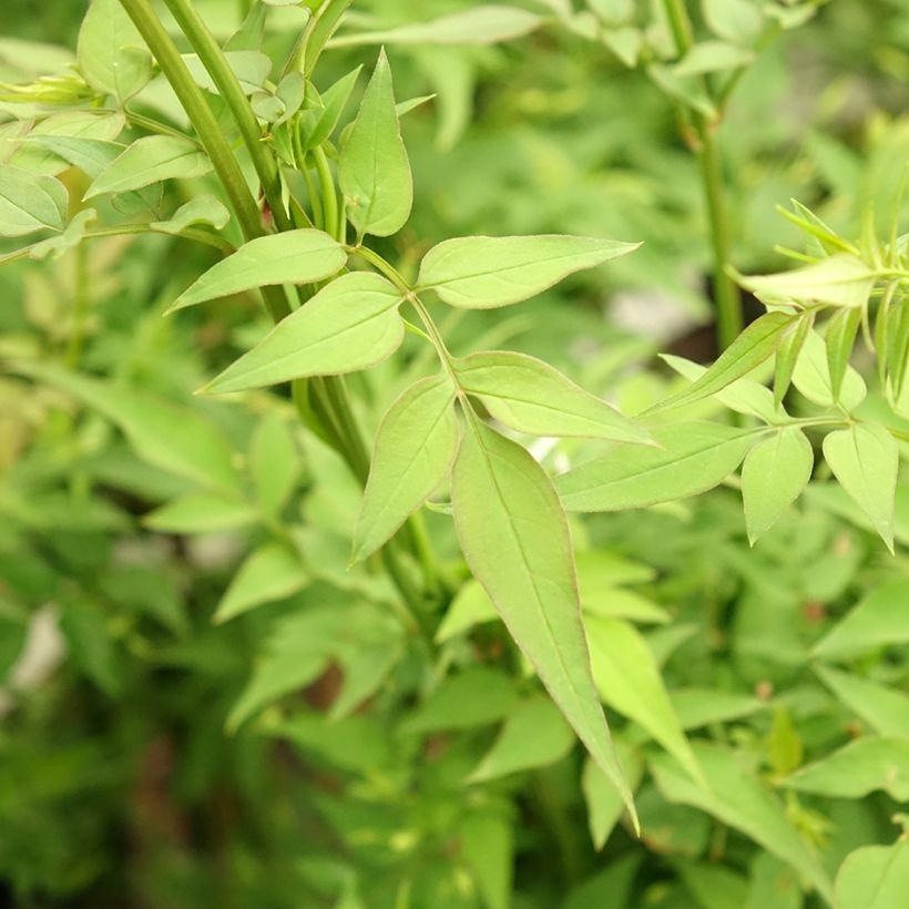 Jasminum officinalis f. affine Affinis - Echte Jasmin (Foliage)