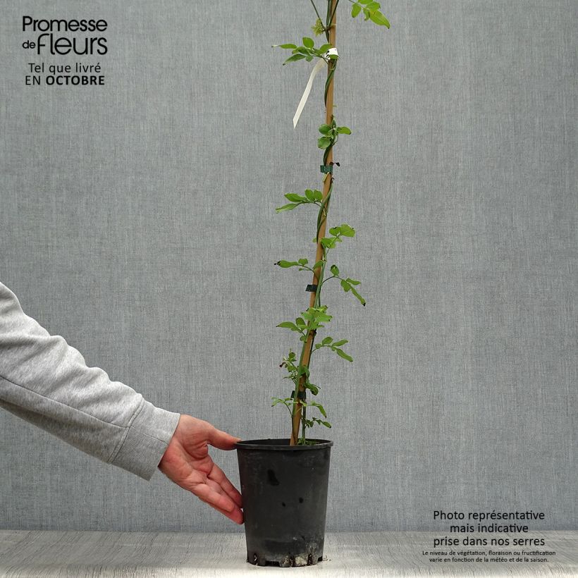 Example of Jasminum officinale - Echte Jasmin Topf mit 2L/3L as you get in automne