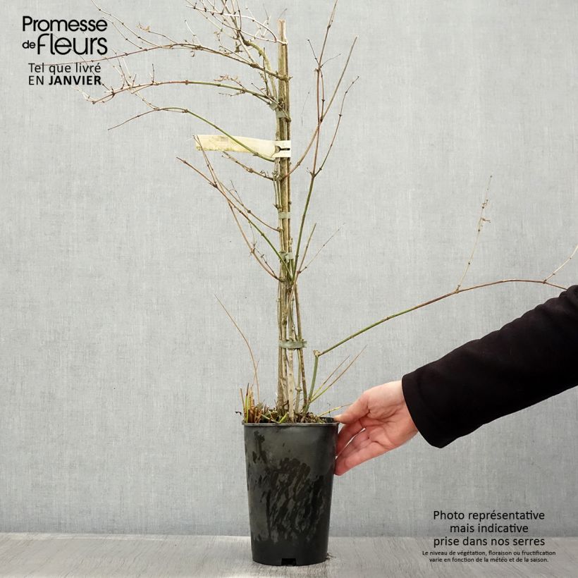 Exemplar von Jasminum officinale - Echte Jasmin Topf mit 2L/3L wie im Winter geliefert