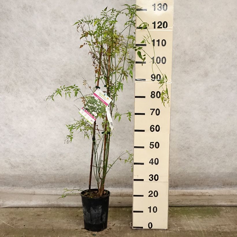 Example of Jasminum officinale - Echte Jasmin Topf mit 4L/5L as you get in automne