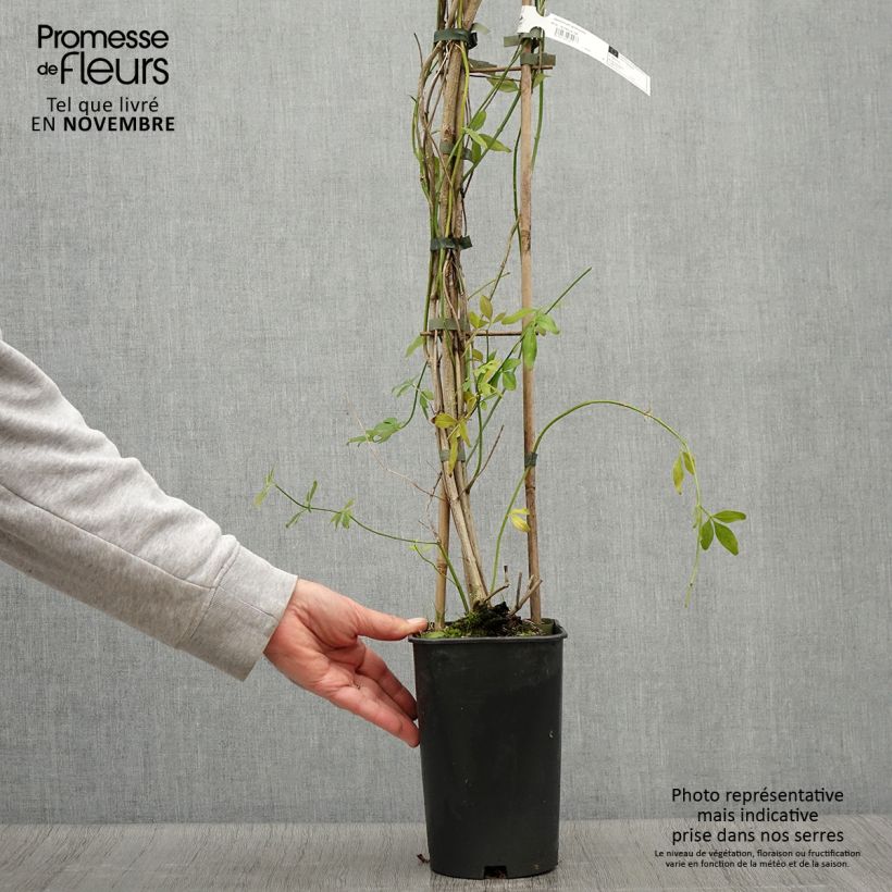 Example of Jasminum mesnyi - Primel-Jasmin Topf mit 2L/3L as you get in automne