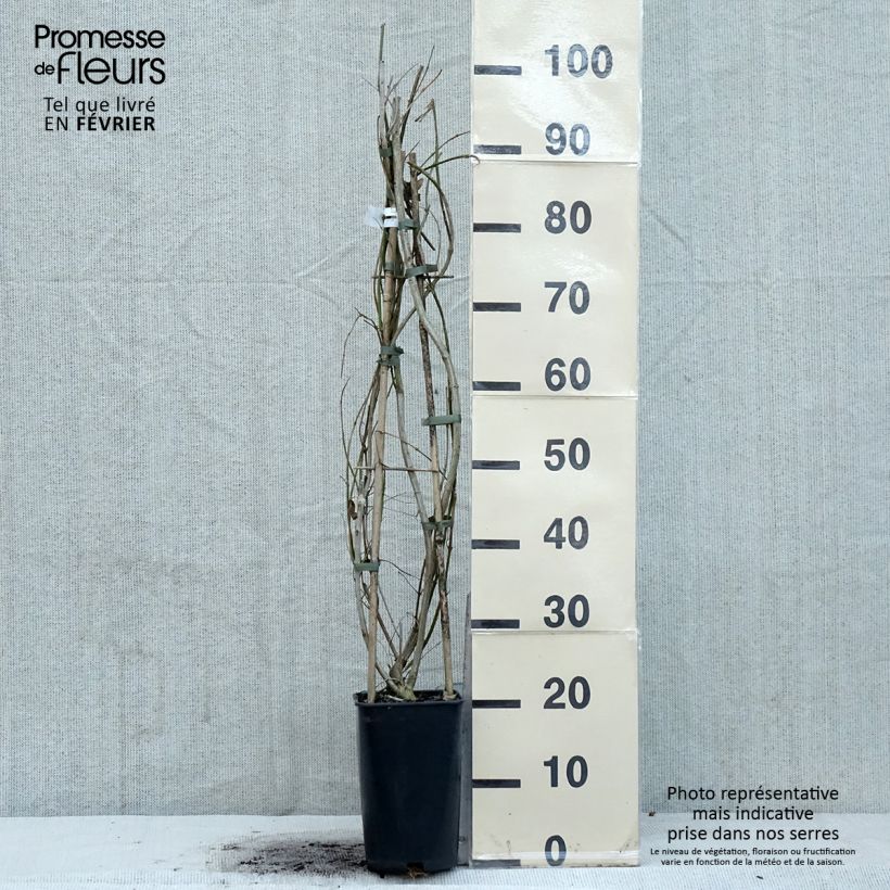 Exemplar von Jasminum mesnyi - Primel-Jasmin Topf mit 2L/3L wie im Winter geliefert