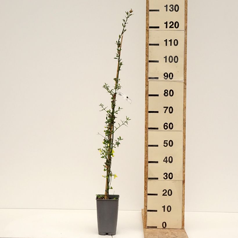 Exemplar von Jasminum mesnyi - Primel-Jasmin Topf mit 2L/3L wie im Frühjahr geliefert