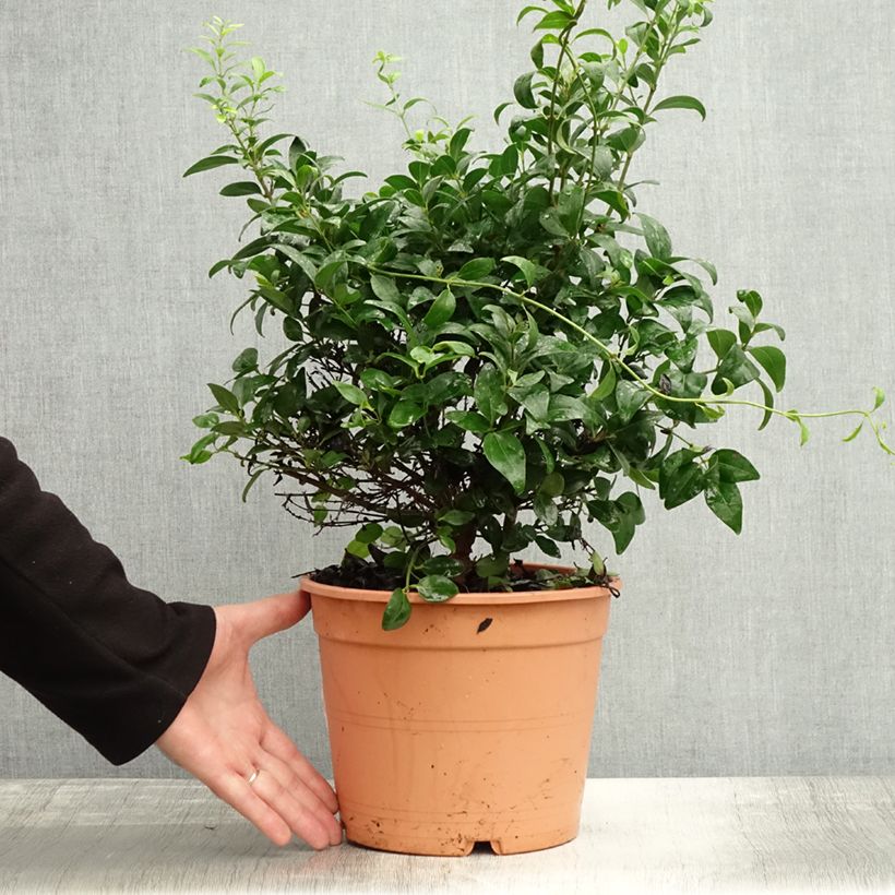 Example of Jasminum multipartitum - Afrikanische Jasmin Topf mit 2L/3L as you get in automne