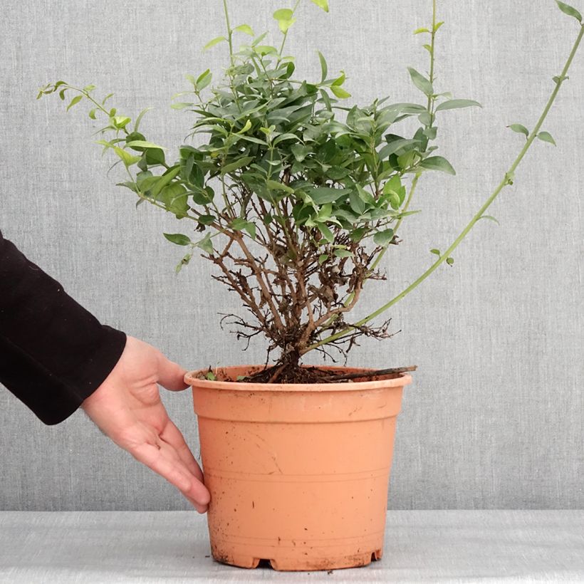 Exemplar von Jasminum multipartitum - Afrikanische Jasmin Topf mit 2L/3L wie im Winter geliefert